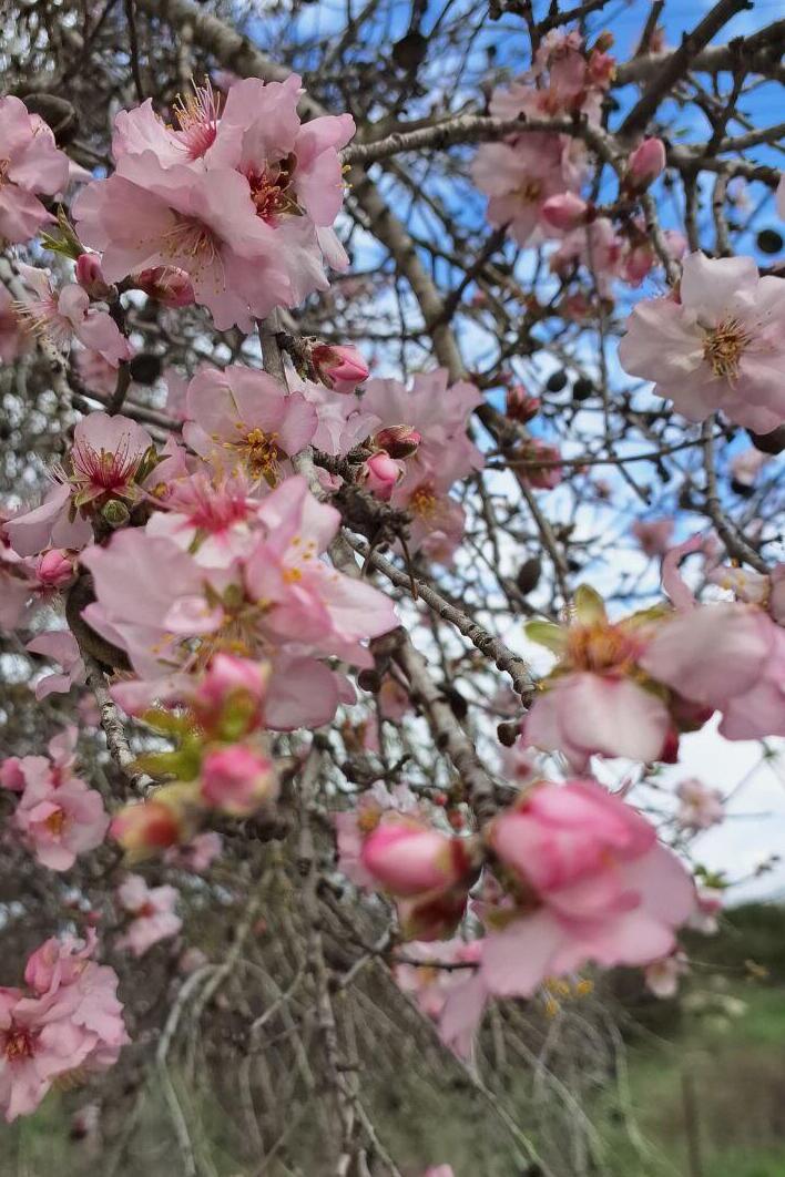 Цветущий миндаль 