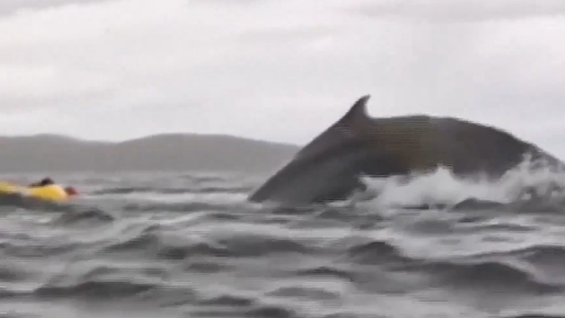 התיעוד המדהים