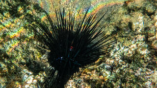 נזרית ארוכת קוצים בים התיכון