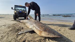 פגר הכרישה שנמצאה מתה בחדרה