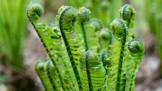 שרך ממין Onoclea sensibilis 