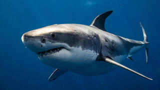 כריש עמלץ לבן