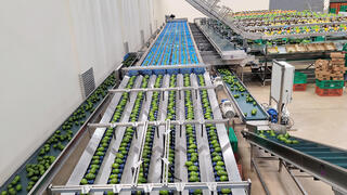 מיון אבוקדו