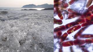 האצות הקטנות תחת עדשת המיקרוסקופ (מימין) ועל הקרח בגרינלנד