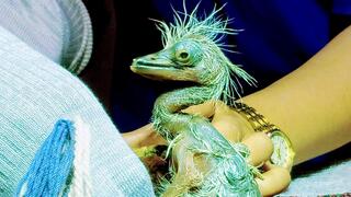 אחד מגוזלי האנפה הקיסרית, שבקע מביצה שנאספה מהטבע במרכז לשימור האנפה הקיסרית בבהוטן