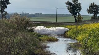 הזיהום בנחל שקמה נמשך