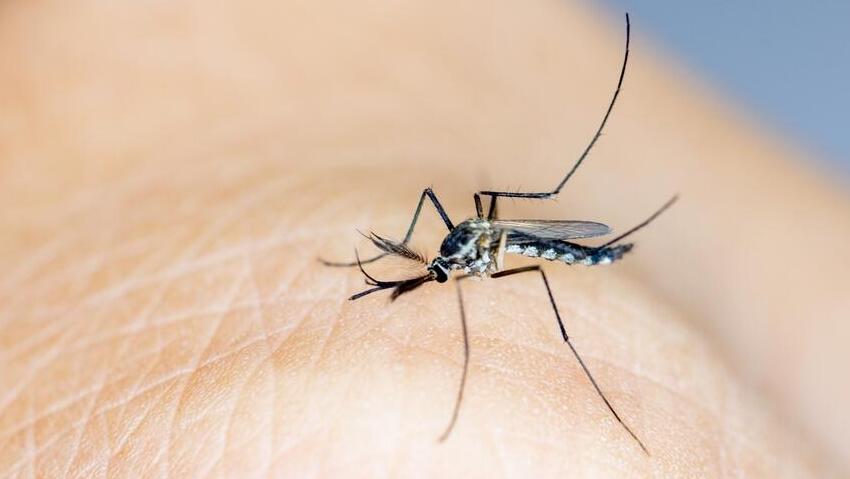 יתוש אנופלס