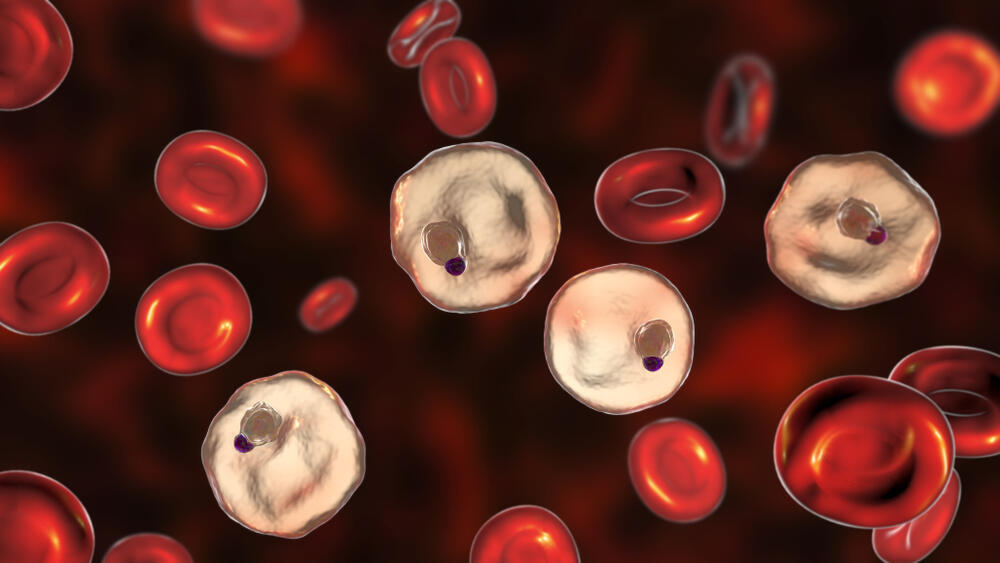 Plasmodium Vivax