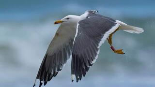 השחף הסיבירי שמושדר