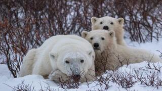 אם ושני גוריה בסבאלברד