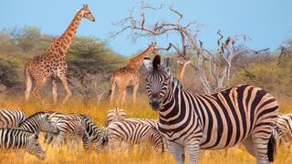 ג'ירפות וזברות