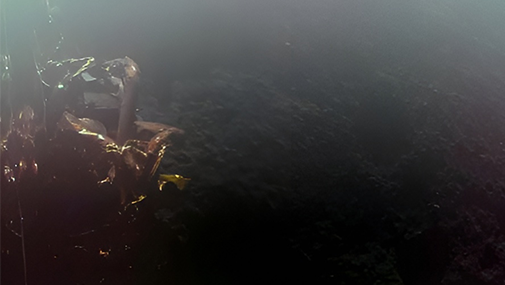 נחיתה רכה מושלמת ראשונה של חללית פרטית על הירח. צילום הסלפי הראשון של הנחתת Blue Ghost מפני הירח