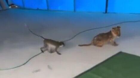 שני גורי אריות תועדו בנגב