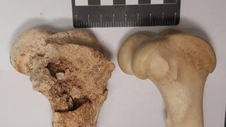 עצם ירך של עז הבר, שהתגלתה בחפירה בנשר רמלה ועליה סימני נשיכה של טורף