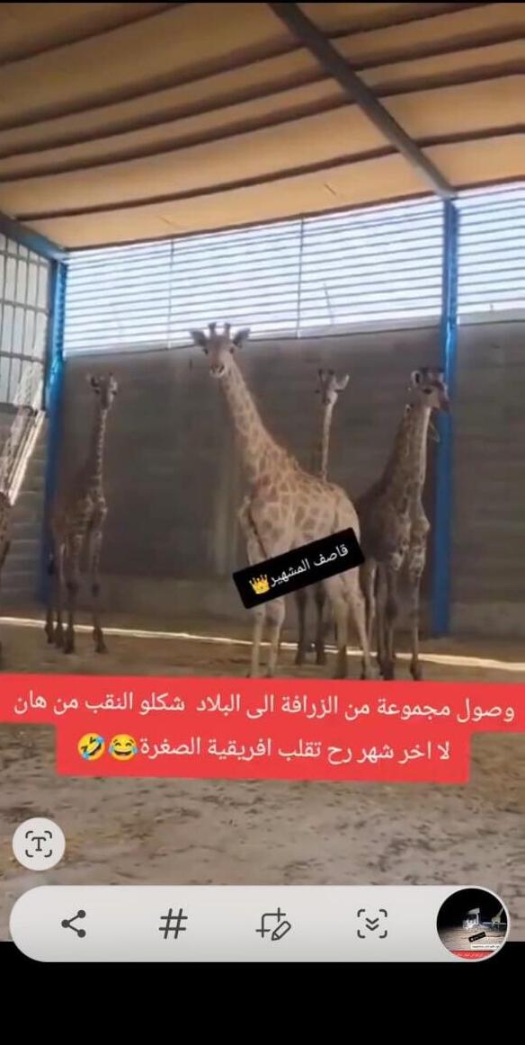 Advertising giraffes for sale