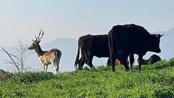 היחמור בשטח ישראל