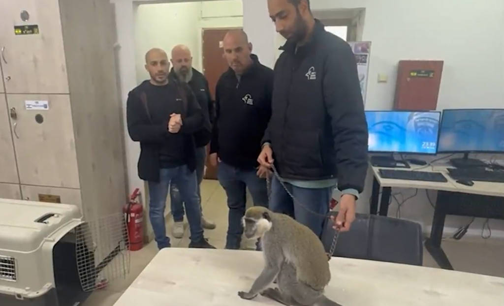 אחד הקופים שנמצאו הלילה