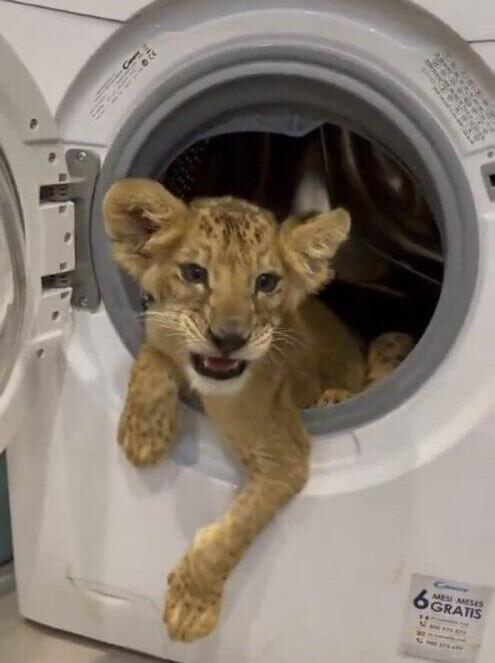     The lion cub in the washing machine