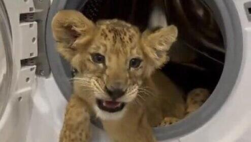     The lion cub in the washing machine