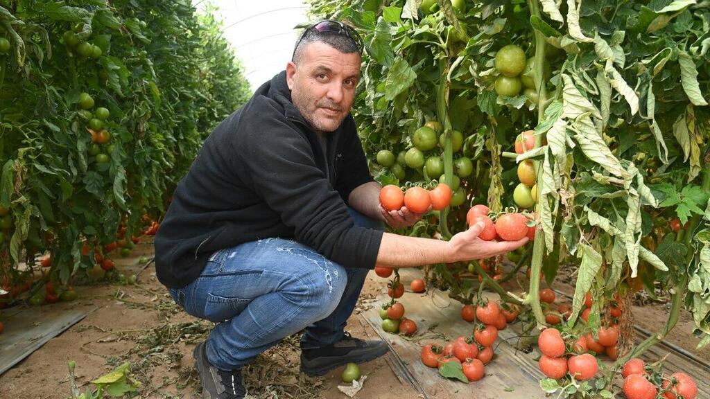 פיתוח חדש בעוטף. אמזלג והעגבניות במושב אוהד