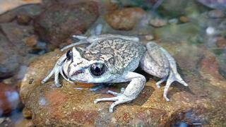 נקבת מין הצפרדע אלסודס ויטטוס (Alsodes vittatus)