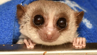 למור ננסי עב-זנב, פרימט בגודל אוגר ממדגסקר