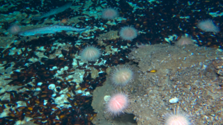 הפרעת פלמחים