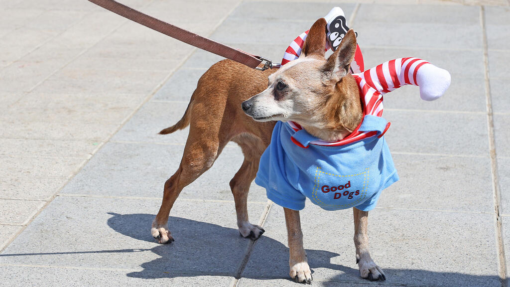 Celebrating Purim in Netanya (Photo: Dana Koppel) חוגגים פורים בנתניה