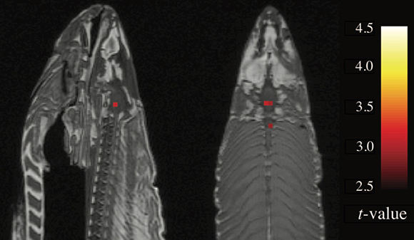 The MRI scan of the frozen fish