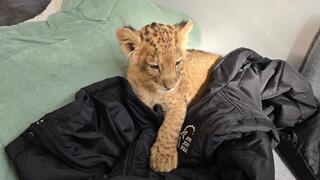 גורת אריות נתפסה סמוך לכפר קאסם