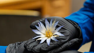 הלוטוס הכחול המצרי, שנבדק במעבדה והתגלה כבעל תכונות כימיות המבדילות אותו מצמחים "דומים" שנמכרים באינטרנט