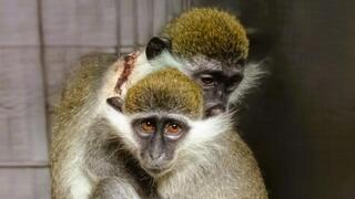 הקופות אדווה ומרסי