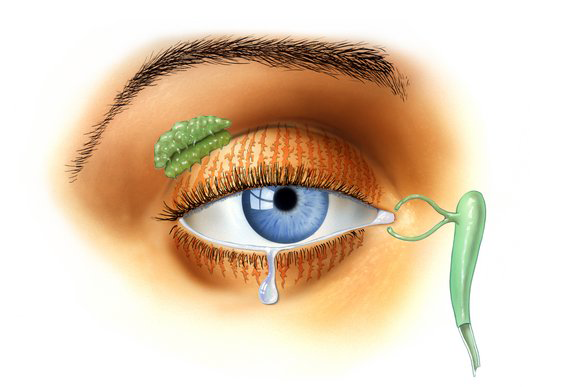 Tears are produced in the gland above the eyelid (left side of the illustration) and continuously drain into the nose via the ducts (right side)