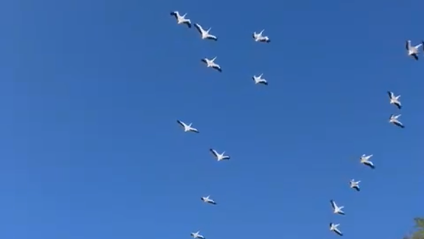 להקת שקנאים מעל קיבוץ אורים