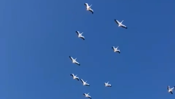 להקת שקנאים מעל קיבוץ אורים