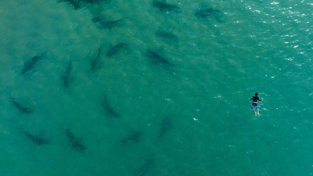 להקת כרישים שתועדה מול חופי חדרה