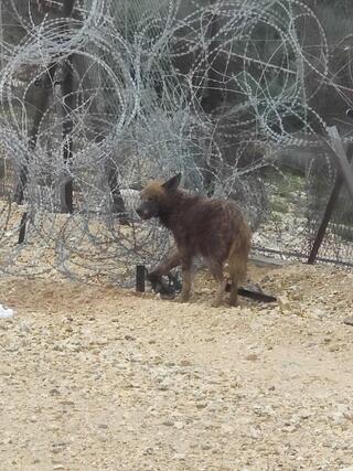הצבועה, שרגלה נתפסה במלכודת