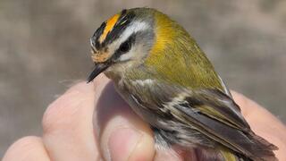 שוקל פחות מ-5 גרם. מלכילון לבן גבות    