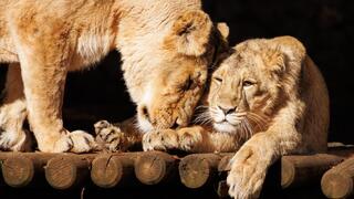 קיארה עם אמה