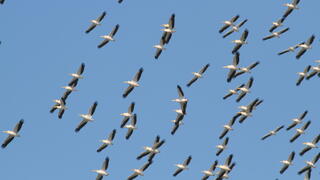 להקת שקנאים