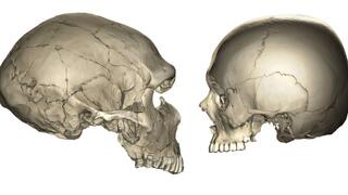 גולגולת של האדם המודרני (מימין) לעומת גולגולת של האדם הניאנדרטלי