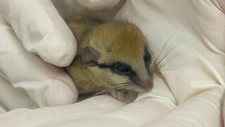 נמנמנית העצים שהועברה לטיפול ושיקום במרכז האקלום של קק"ל