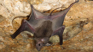 יזנוב במערה