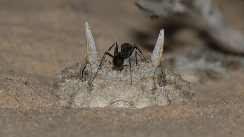 עכן חרטומית ונמלת הקציר