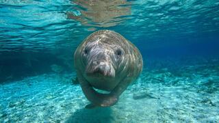 פרת ים בפלורידה