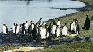 אילוס אילוסטרציה פינגווינים