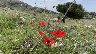 כלניות פורחות בעמק א-סובא בחרמון