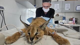 ד״ר דניאל לשצ׳יבר מרדים את הקרקלית