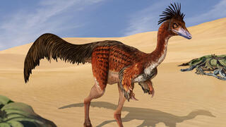 שחזור של הדינוזאור בונפרטניקוס, שנמנה על משפחת האלברזאוריים