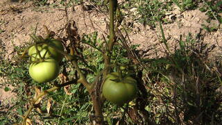 צמח עגבנייה שהושפע ממחלת הקמילה Fusarium wilt